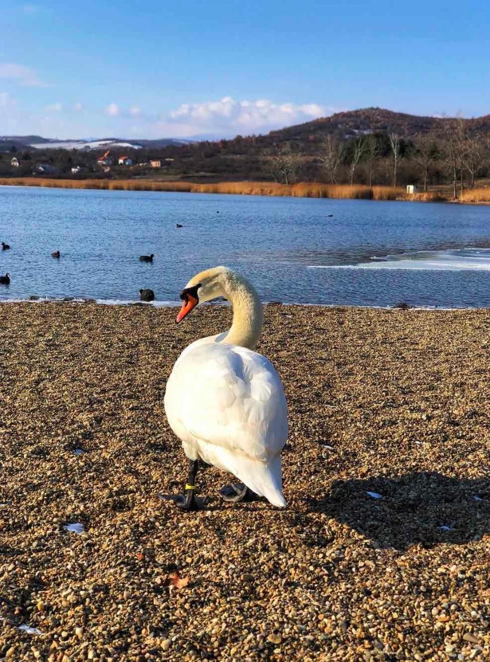 Garni Hotel Oblacinsko Jezero Oblacina Extérieur photo