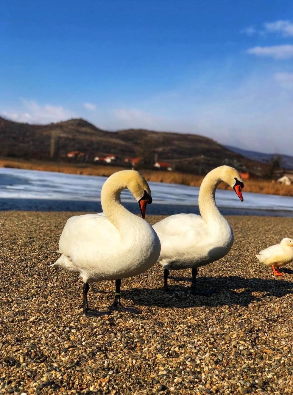 Garni Hotel Oblacinsko Jezero Oblacina Extérieur photo
